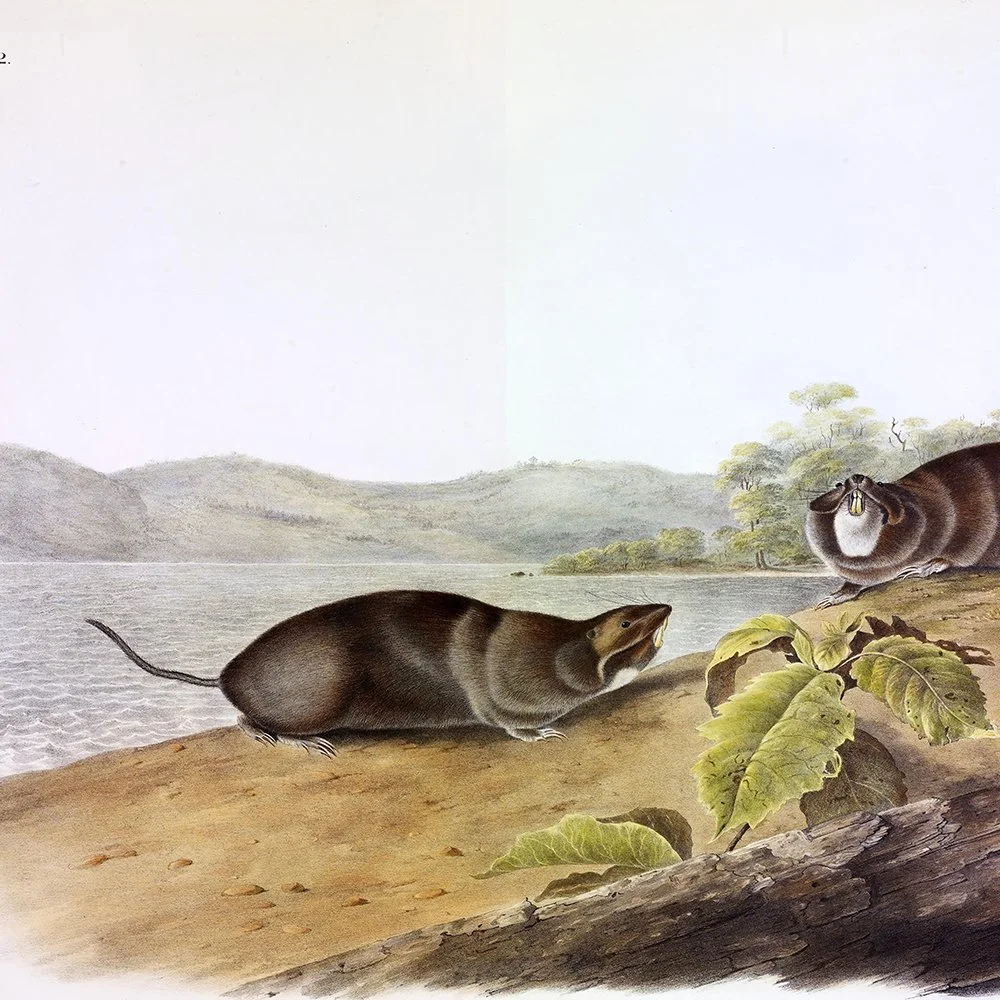 John Woodhouse Audubon、「WOOD RAT」 Recent Research: Original Artwork by Audubon's Sons in the Museum